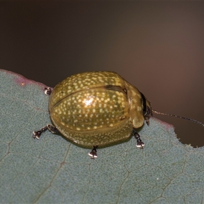 Paropsisterna cloelia (Eucalyptus variegated beetle) at Campbell, ACT - 19 Nov 2025 by AlisonMilton
