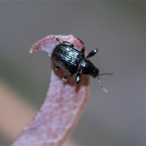 Euops sp. (genus) (A leaf-rolling weevil) at Campbell, ACT - 19 Nov 2025 by AlisonMilton