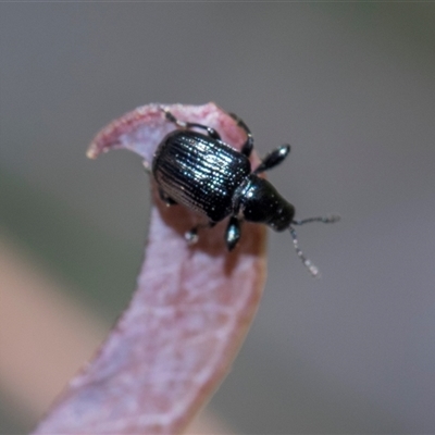 Euops sp. (genus) (A leaf-rolling weevil) at Campbell, ACT - 19 Nov 2025 by AlisonMilton
