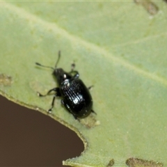 Euops sp. (genus) (A leaf-rolling weevil) at Campbell, ACT - 19 Nov 2025 by AlisonMilton