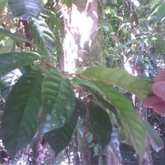 Niemeyera prunifera at Syndicate, QLD - 25 Sep 2014 by JasonPStewart