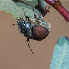Liparetrus sp. (genus) (Chafer beetle) at Campbell, ACT - 18 Nov 2025 by AlisonMilton