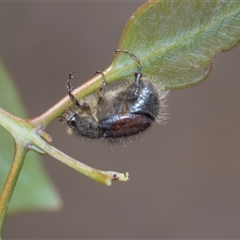 Liparetrus sp. (genus) (Chafer beetle) at Campbell, ACT - 18 Nov 2025 by AlisonMilton