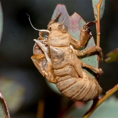Psaltoda moerens (Redeye cicada) at Campbell, ACT - 18 Nov 2025 by AlisonMilton