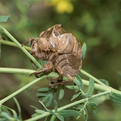 Psaltoda moerens (Redeye cicada) at Campbell, ACT - 19 Nov 2025 by AlisonMilton