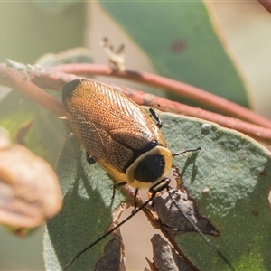 Ellipsidion australe (Austral Ellipsidion cockroach) at Campbell, ACT - 18 Nov 2025 by AlisonMilton