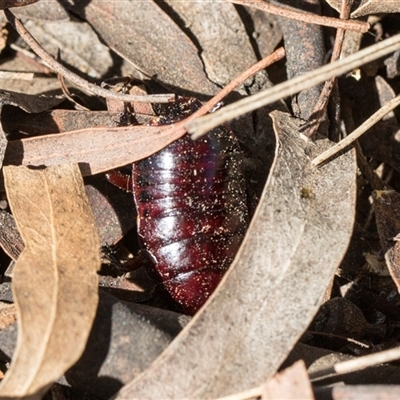 Melanozosteria sp. (genus) at Campbell, ACT - 19 Nov 2025 by AlisonMilton