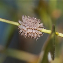 Paropsis atomaria (Eucalyptus leaf beetle) at Campbell, ACT - 19 Nov 2025 by AlisonMilton