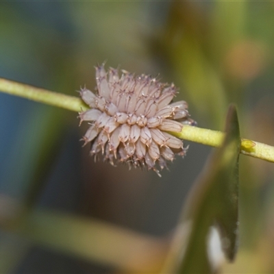 Paropsis atomaria (Eucalyptus leaf beetle) at Campbell, ACT - 19 Nov 2025 by AlisonMilton