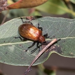 Ecnolagria grandis (Honeybrown beetle) at Campbell, ACT - 19 Nov 2025 by AlisonMilton