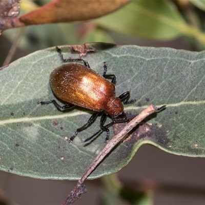 Ecnolagria grandis (Honeybrown beetle) at Campbell, ACT - 19 Nov 2025 by AlisonMilton