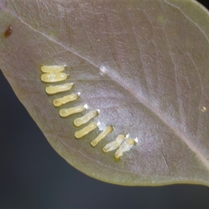 Paropsisterna cloelia (Eucalyptus variegated beetle) at Campbell, ACT - 19 Nov 2025 by AlisonMilton