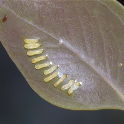 Paropsisterna cloelia (Eucalyptus variegated beetle) at Campbell, ACT - 19 Nov 2025 by AlisonMilton