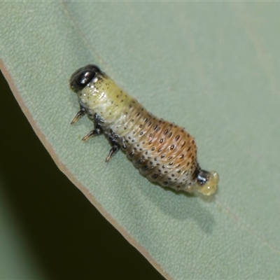 Paropsisterna beata (Blessed Leaf Beetle) at Campbell, ACT - 19 Nov 2025 by AlisonMilton