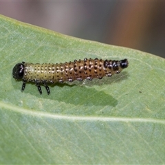 Paropsisterna beata (Blessed Leaf Beetle) at Campbell, ACT - 19 Nov 2025 by AlisonMilton
