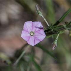 Convolvulus angustissimus at Campbell, ACT - 19 Nov 2025 by AlisonMilton