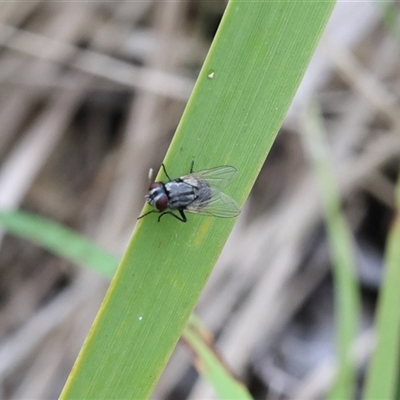 Unverified True fly (Diptera) at Lyons, ACT - Today by ran452