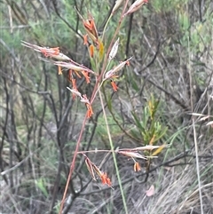 Rytidosperma pallidum at Aranda, ACT - Today by Jennybach