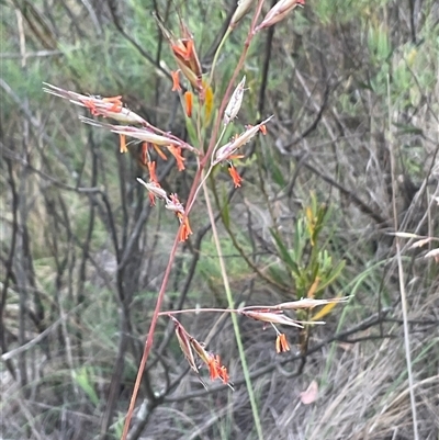 Rytidosperma pallidum at Aranda, ACT - Today by Jennybach