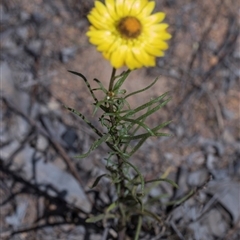 Xerochrysum viscosum at Campbell, ACT - 18 Nov 2025 by AlisonMilton