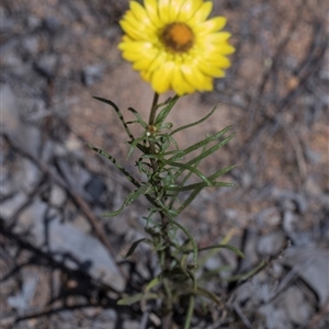 Xerochrysum viscosum at Campbell, ACT - 18 Nov 2025 by AlisonMilton