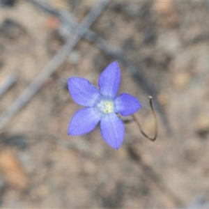 Wahlenbergia sp. at Campbell, ACT - 18 Nov 2025 by AlisonMilton