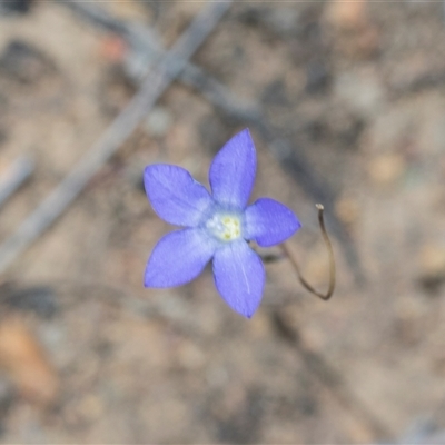 Wahlenbergia sp. at Campbell, ACT - 18 Nov 2025 by AlisonMilton