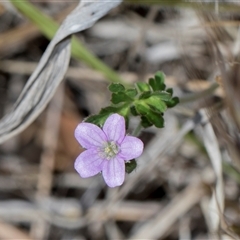 Geranium (genus) at Campbell, ACT - 19 Nov 2025 by AlisonMilton