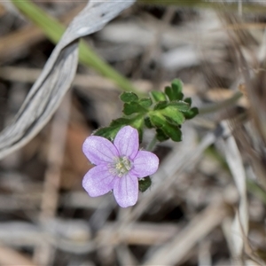 Geranium (genus) at Campbell, ACT - 19 Nov 2025 by AlisonMilton