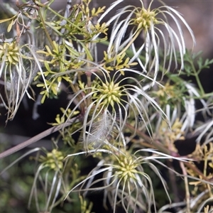 Clematis (genus) at Campbell, ACT - 19 Nov 2025 by AlisonMilton