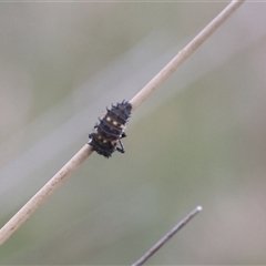 Harmonia conformis (Common Spotted Ladybird) at Lyons, ACT - Today by ran452
