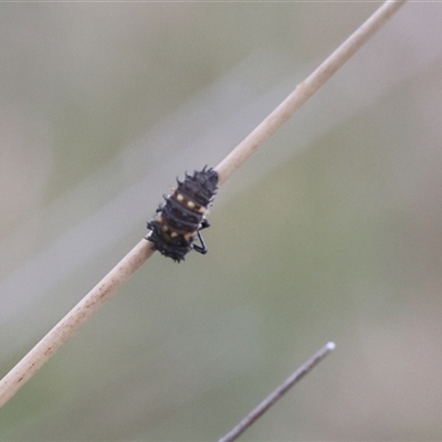 Harmonia conformis (Common Spotted Ladybird) at Lyons, ACT - Today by ran452