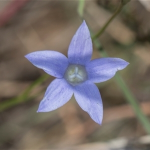 Wahlenbergia sp. at Campbell, ACT - 19 Nov 2025 by AlisonMilton