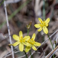 Tricoryne elatior at Campbell, ACT - 19 Nov 2025 by AlisonMilton
