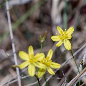 Tricoryne elatior at Campbell, ACT - 19 Nov 2025 by AlisonMilton