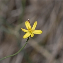Tricoryne elatior at Campbell, ACT - 19 Nov 2025 by AlisonMilton