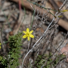 Tricoryne elatior at Campbell, ACT - 18 Nov 2025 by AlisonMilton