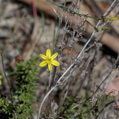 Tricoryne elatior at Campbell, ACT - 18 Nov 2025 by AlisonMilton