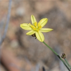Tricoryne elatior at Campbell, ACT - 18 Nov 2025 by AlisonMilton