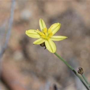 Tricoryne elatior at Campbell, ACT - 18 Nov 2025 by AlisonMilton