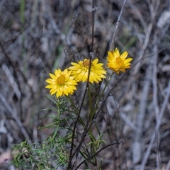 Xerochrysum viscosum at Campbell, ACT - 18 Nov 2025 by AlisonMilton