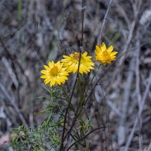 Xerochrysum viscosum at Campbell, ACT - 18 Nov 2025 by AlisonMilton
