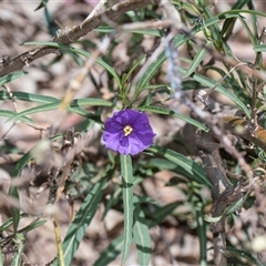 Solanum (genus) at Campbell, ACT - 18 Nov 2025 by AlisonMilton