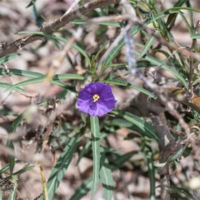 Solanum (genus) at Campbell, ACT - 18 Nov 2025 by AlisonMilton