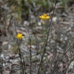 Xerochrysum viscosum at Campbell, ACT - 18 Nov 2025 by AlisonMilton