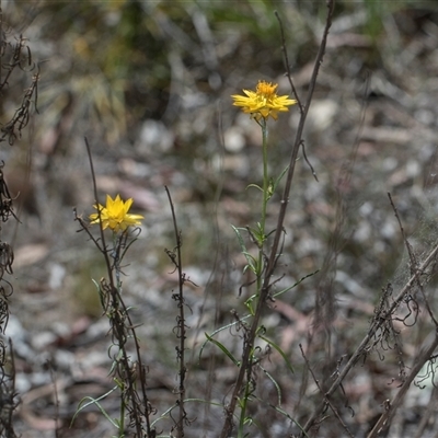 Xerochrysum viscosum at Campbell, ACT - 18 Nov 2025 by AlisonMilton
