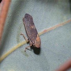 Brunotartessus fulvus (Yellow-headed Leafhopper) at Campbell, ACT - 18 Nov 2025 by AlisonMilton