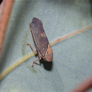 Brunotartessus fulvus (Yellow-headed Leafhopper) at Campbell, ACT - 18 Nov 2025 by AlisonMilton