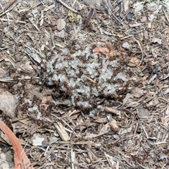 Papyrius sp. (genus) (A Coconut Ant) at Campbell, ACT - 18 Nov 2025 by AlisonMilton