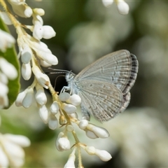 Zizina otis (Common Grass-Blue) at Campbell, ACT - 18 Nov 2025 by AlisonMilton